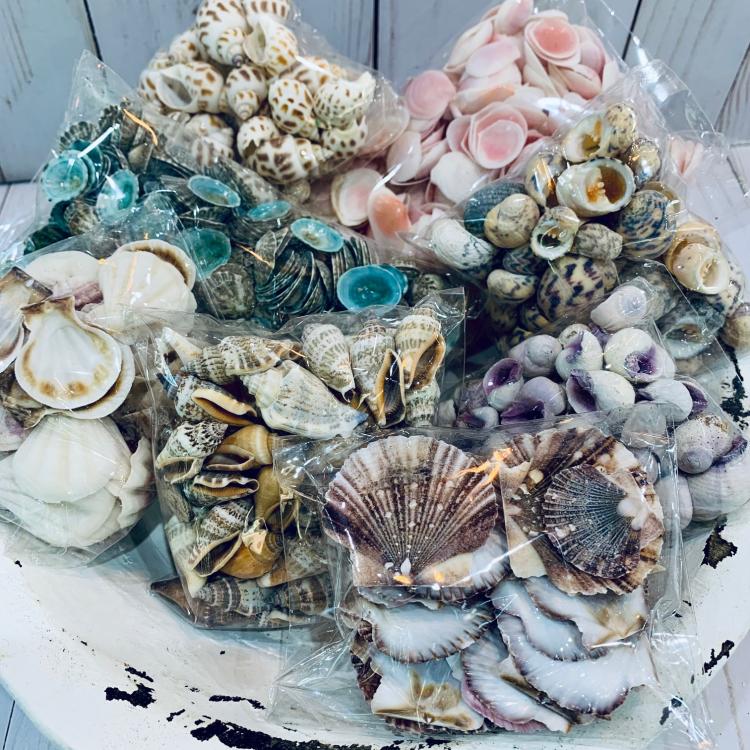 Pretty Shells & Sea Life