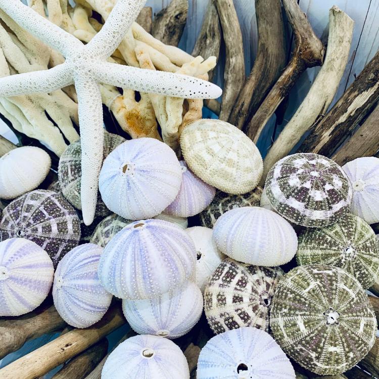 Pretty Shells & Sea Life